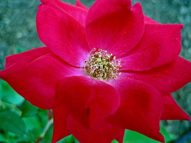 red flower.1